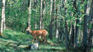 A young deer grazes peacefully amidst the dense, vibrant forest scenery.
